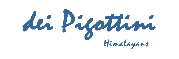 dei Pigottini Cattery - Himalayans